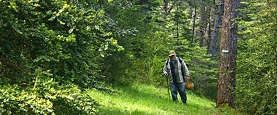 XIII Jornadas micológicas y ambientales de Borau